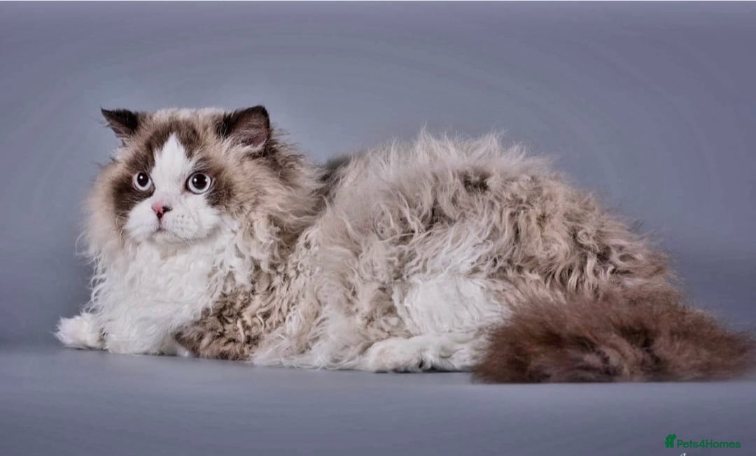 Selkirk Rex cats for sale: Gorgeous Selkirk Rex - Image 17