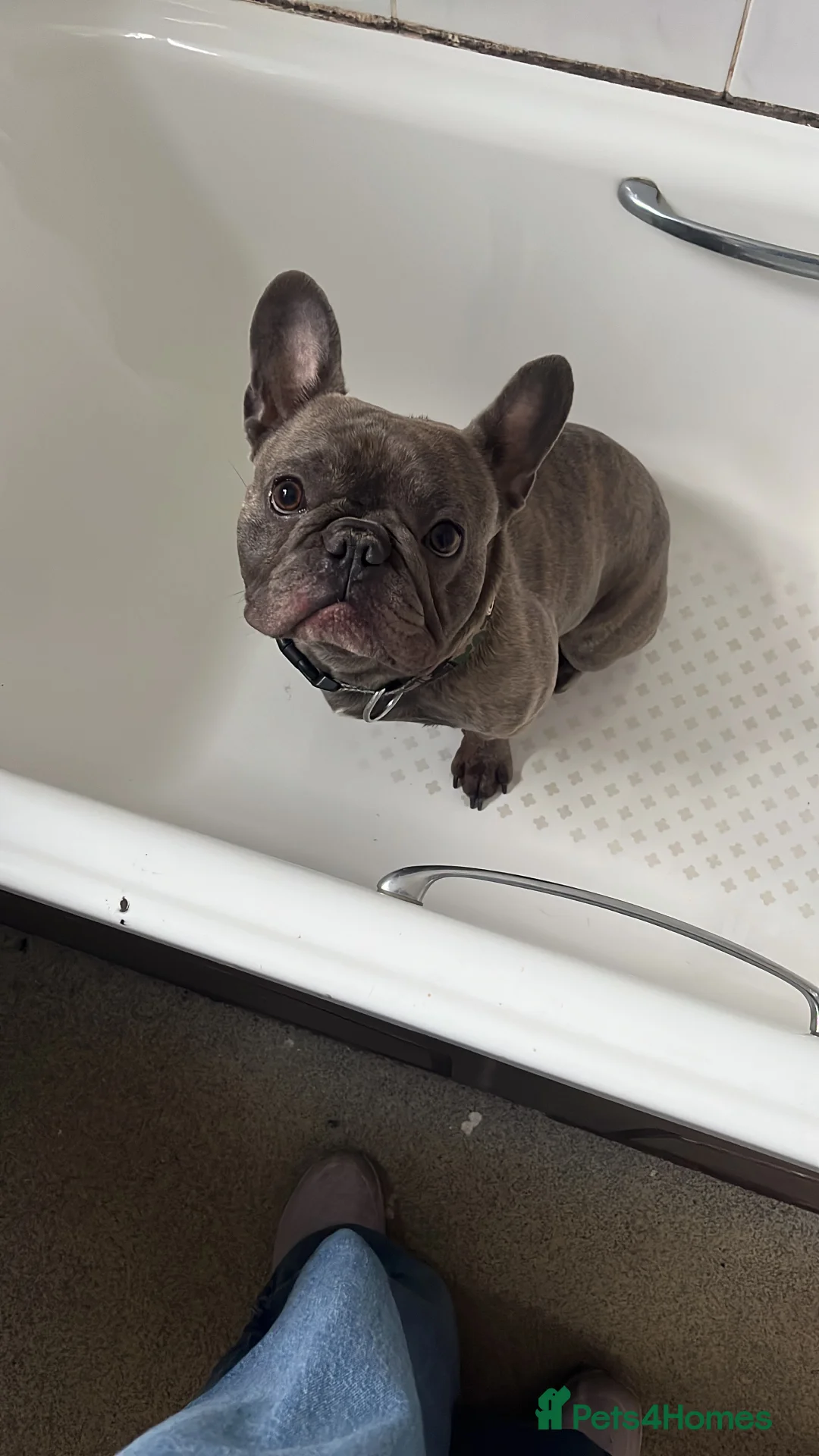 French Bulldog dogs for sale: Baloo - Advert 2