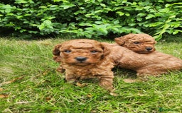 Toy Poodle dogs for sale: 🐩 KC Registered Toy Poodles 🐩 - Image 5