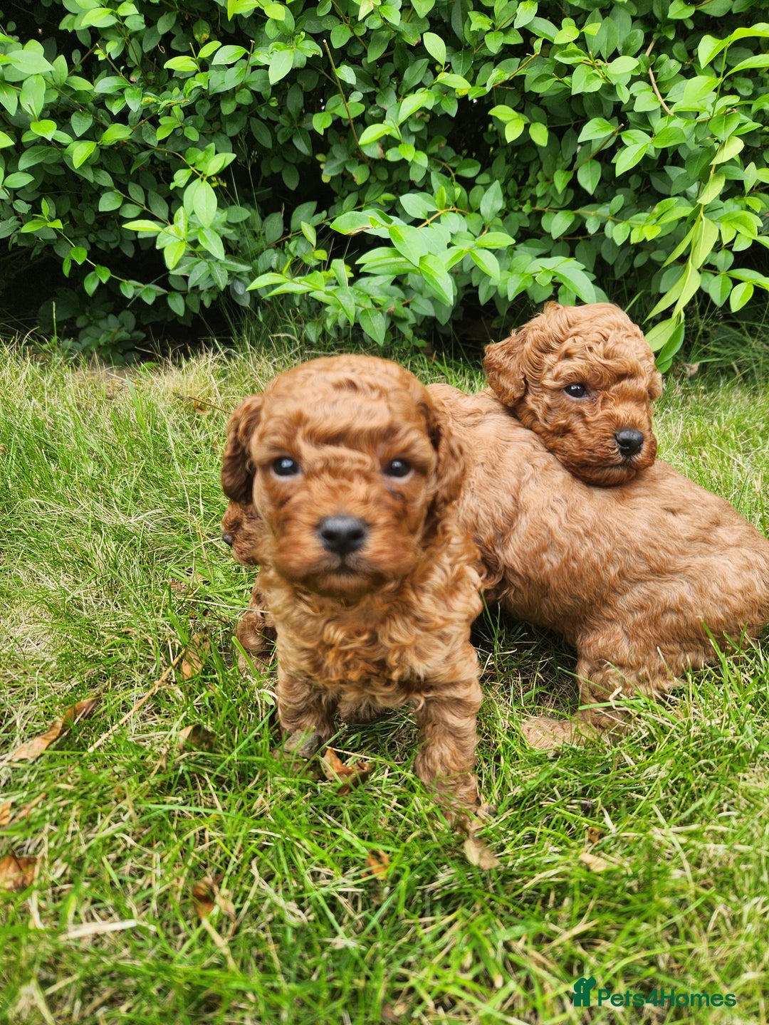 Toy Poodle dogs for sale: 🐩 KC Registered Toy Poodles 🐩 - Image 5