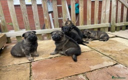 German Shepherd dogs for sale: Kc German Shepherd Puppies - Image 6