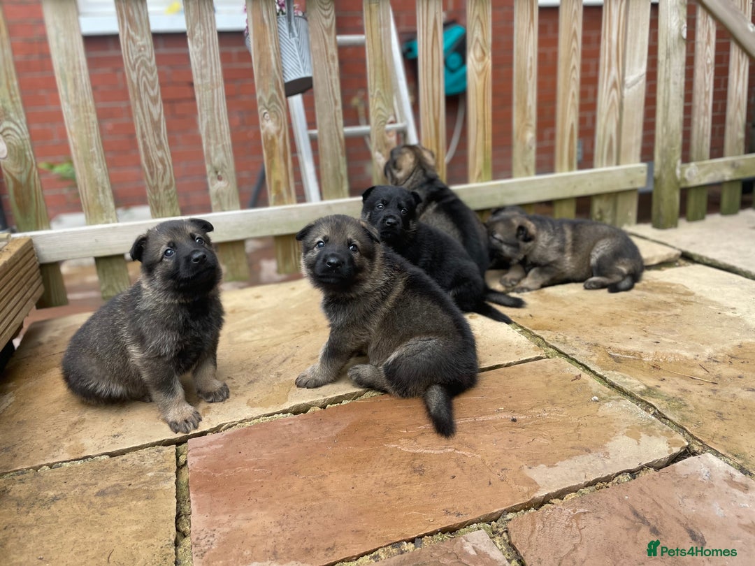 German Shepherd dogs for sale: Kc German Shepherd Puppies - Image 6