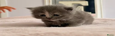 British Shorthair 3
