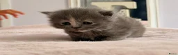British Shorthair cats for sale: British short hair cross with British longhair  - Advert 4