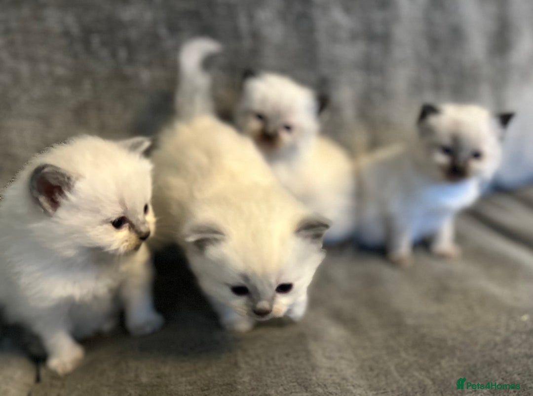 Ragdoll cats for sale: Ragdoll kittens for sale  - Image 5