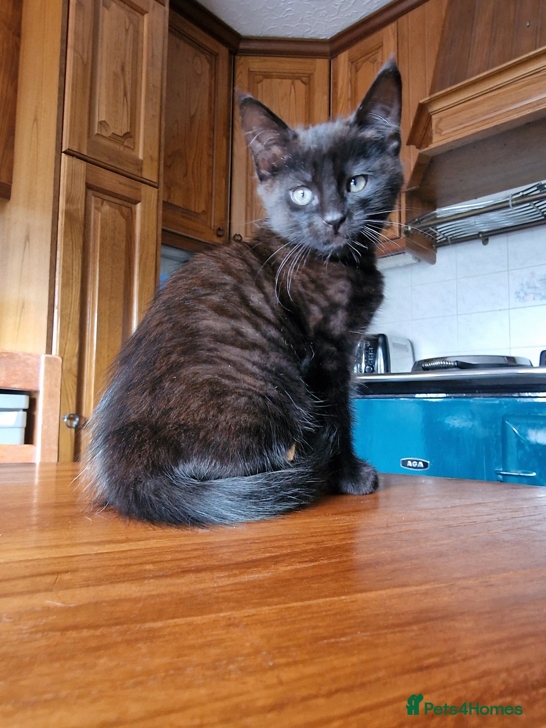 Maine Coon cats for sale: Gorgeous Maine Coon cross Bengal Kittens  - Image 13