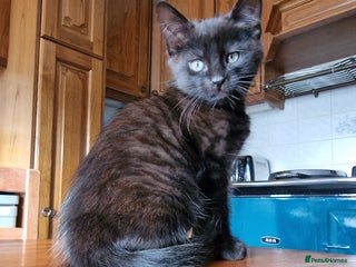 Maine Coon cats - Advert 9