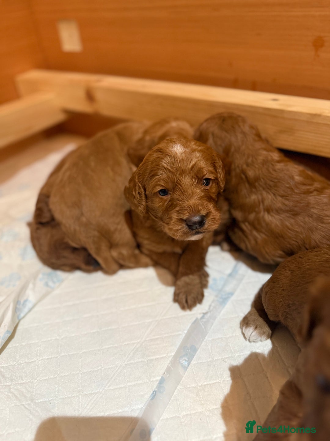 Cockapoo dogs for sale: 7 Golden Cockapoo girls - Advert 10