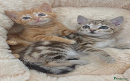 Mixed Breed cats for sale: LOVELY KITTENS  - Advert 3