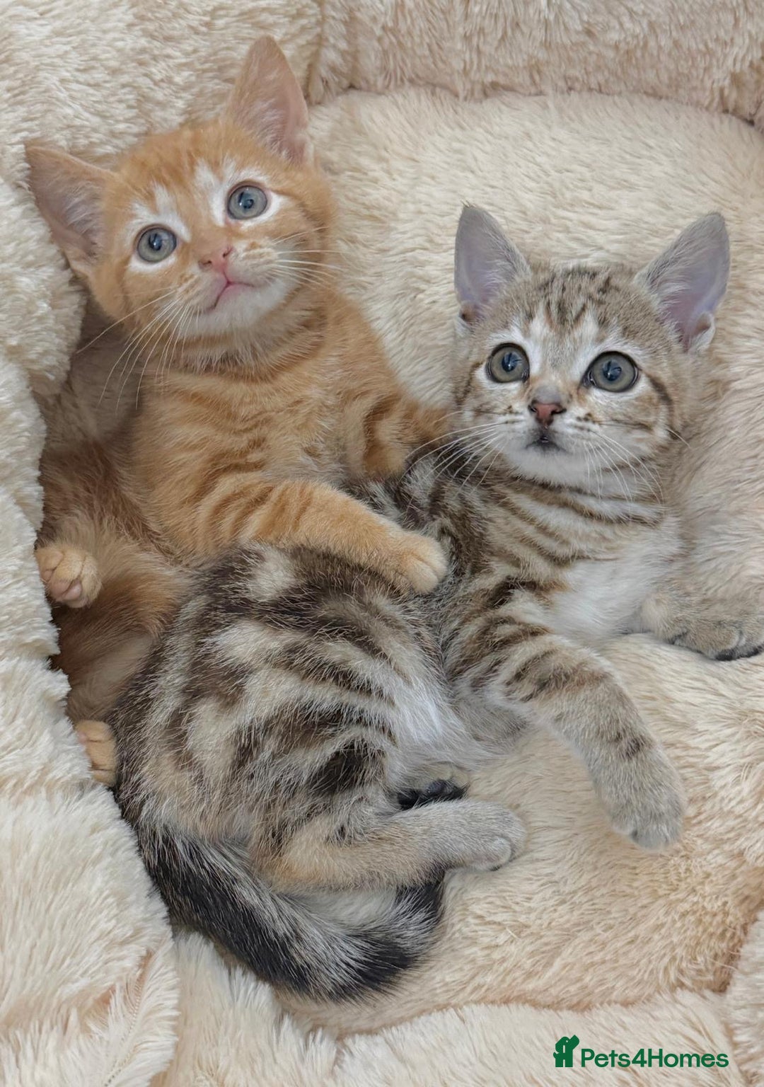 Mixed Breed cats for sale: LOVELY KITTENS  - Advert 3