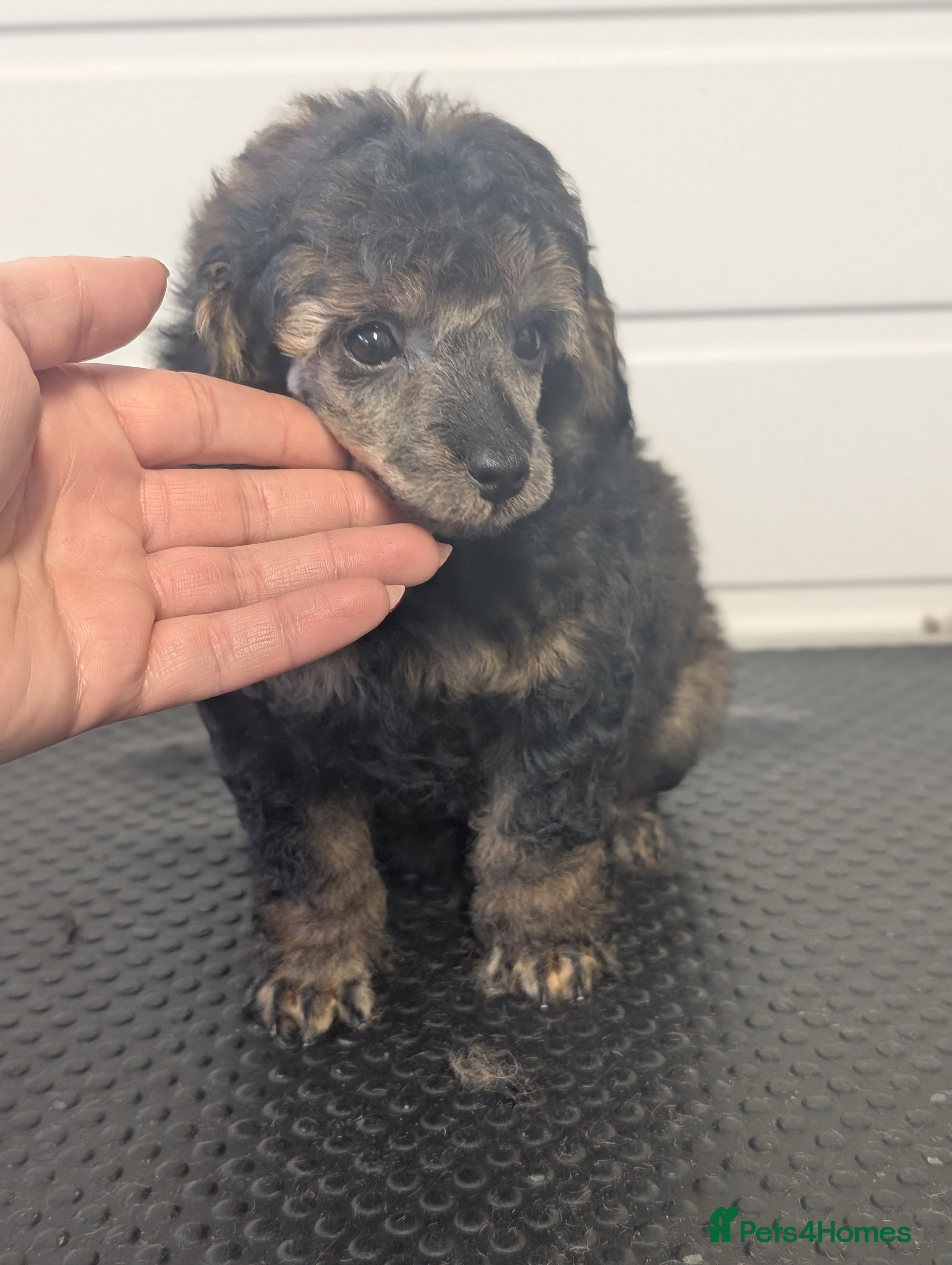 Toy Poodle dogs Sable toy poodle READY NOW - Advert 2