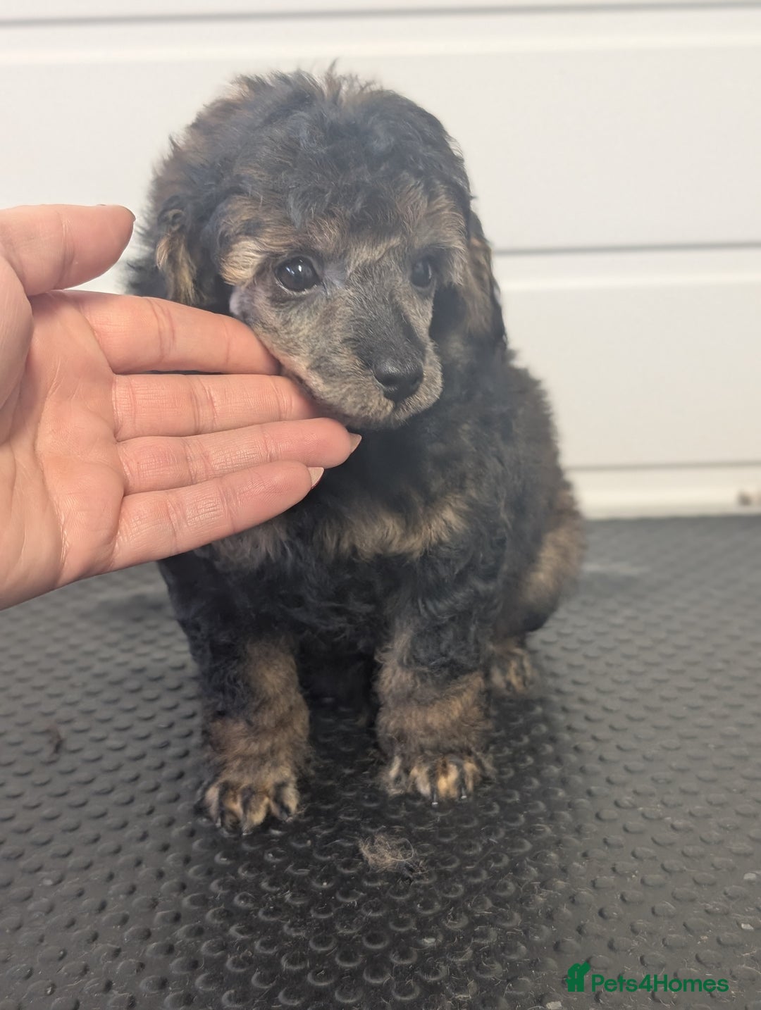 Toy Poodle dogs for sale: Sable toy poodle READY NOW - Advert 1