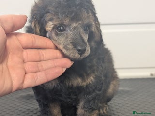 Toy Poodle dogs Sable/augoti toy poodle - Advert 2