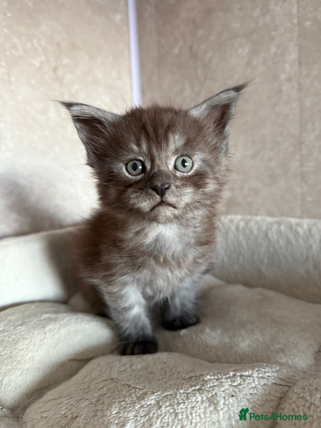 Maine Coon cats for sale: GCCF Maine coon stunning large kittens  - Advert 23