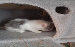 Ragcoon cats for sale: Stunning, and chunky ragcoons  - Image 13