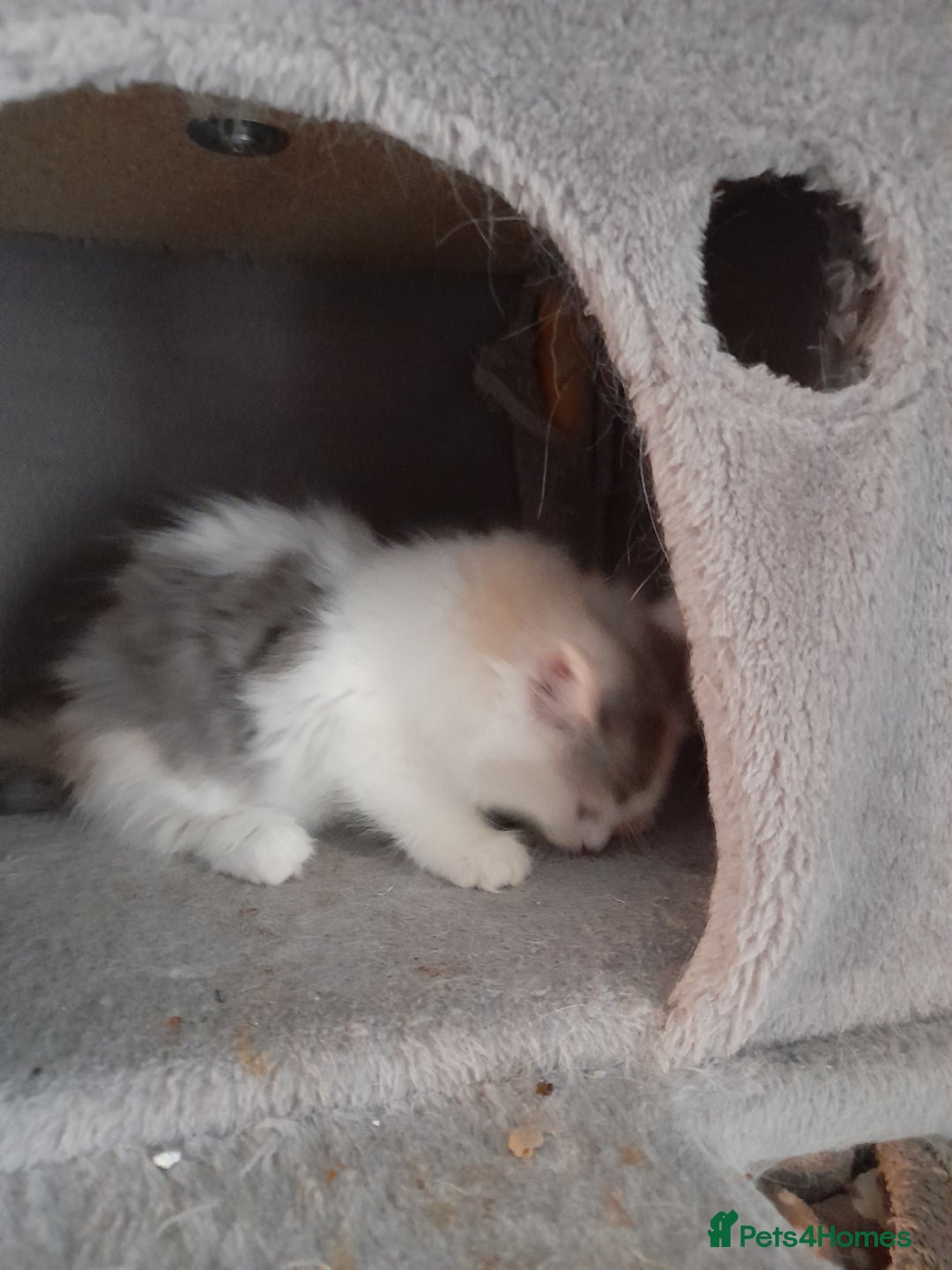 Ragcoon cats for sale: Stunning, and chunky ragcoons  - Image 13