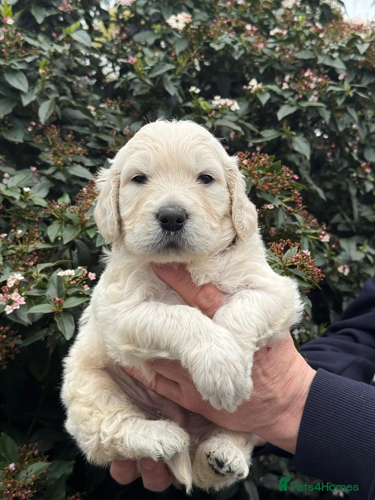 Goldendoodle dogs 7 left mini dna clear Goldendoodle puppies  - Advert 2