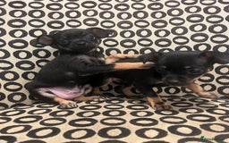 Russian Toy Terrier dogs for sale: Russian toy terrier puppies for sale - Image 6