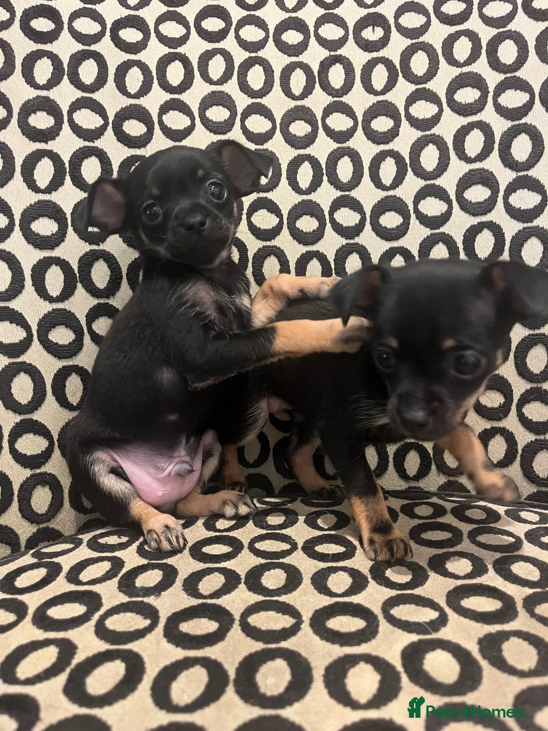 Russian Toy Terrier dogs for sale: Russian toy terrier puppies for sale - Image 6