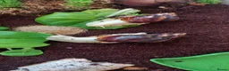 Snails invertebrates for sale: 2 X Giant African Land Snails with enclosure. in New Milton - Advert 2