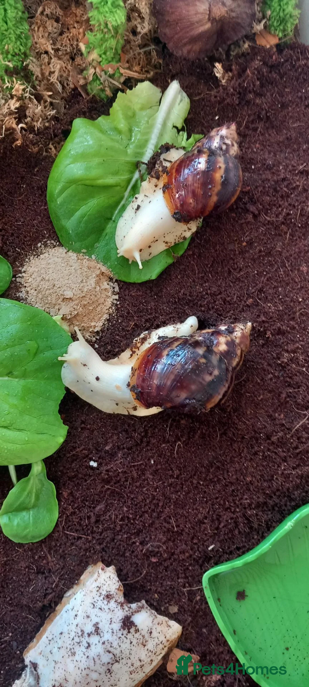 Snails invertebrates for sale: 2 X Giant African Land Snails with enclosure. in New Milton - Advert 2
