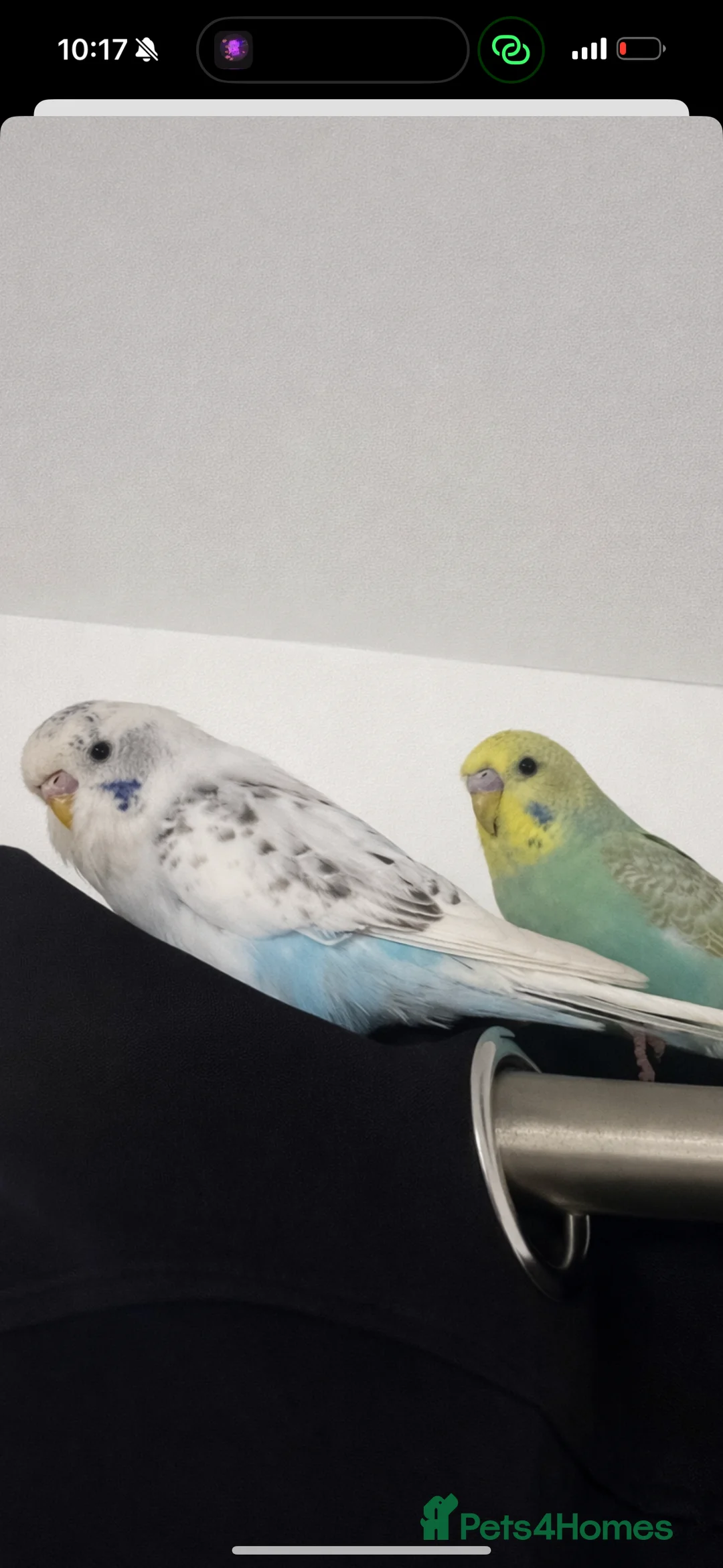 Budgerigars birds for sale: 2 Beautiful Budgies  in Chester-le-Street - Advert 1