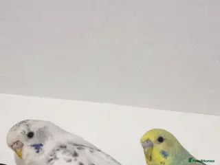 Budgerigars birds 2 Beautiful Budgies in Chester-le-Street - Advert 2