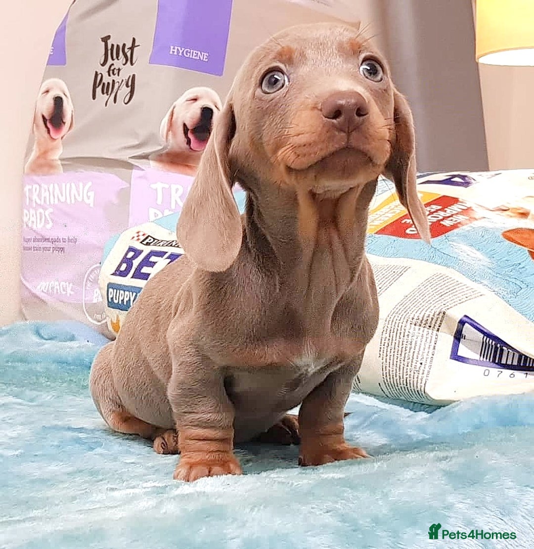 Miniature Dachshund dogs for sale: Stunning mini Dax Boy Available 😍 - Advert 6
