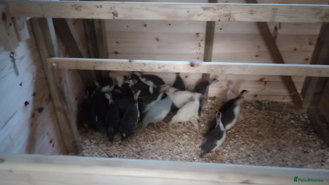 Guinea Fowl poultry for sale: Guinea Fowl/ Gleanies - Advert 1