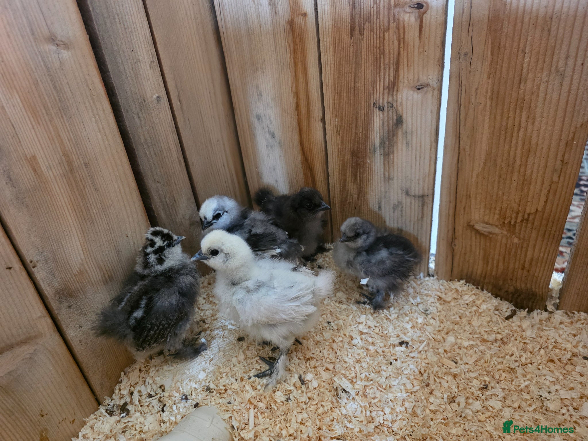 Chickens poultry Baby silkies 5 sold - Advert 20