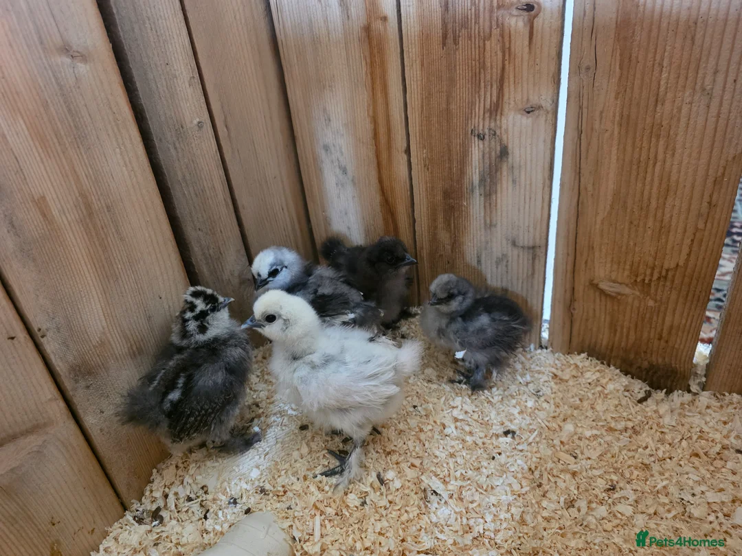Chickens poultry for sale: Baby silkies 5 sold - Advert 1