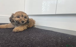 Cavapoochon dogs for sale: Beautiful Cavapoochon puppies for sale  - Image 15