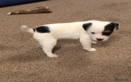 Parson Russell dogs for sale: Parson Russell’s x 2 boys  - Image 6