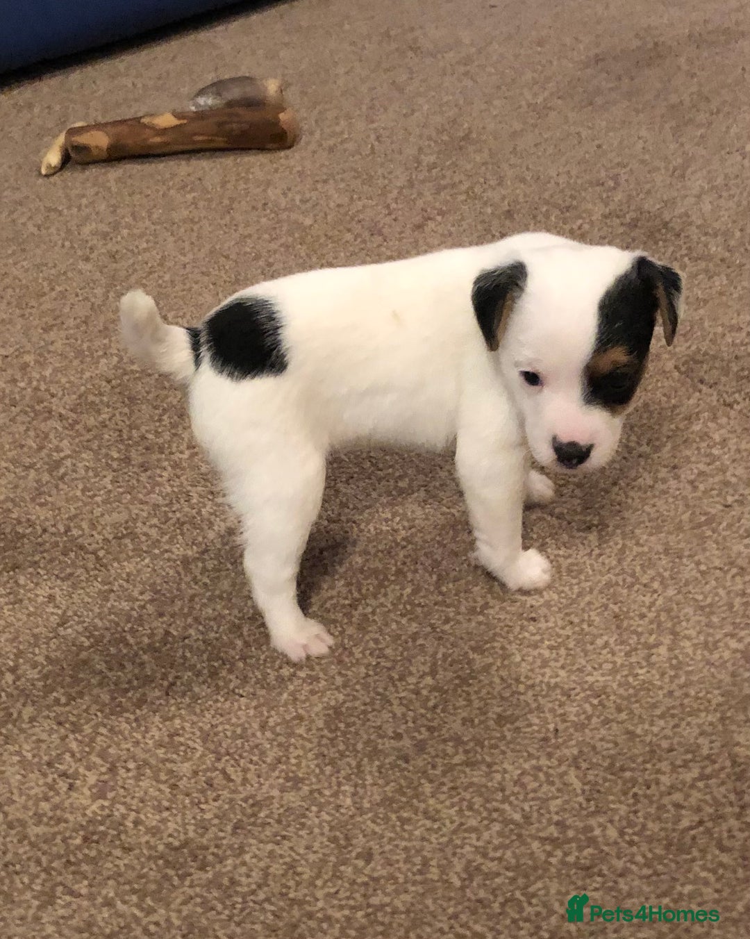 Parson Russell dogs for sale: Parson Russell’s x 2 boys  - Image 6