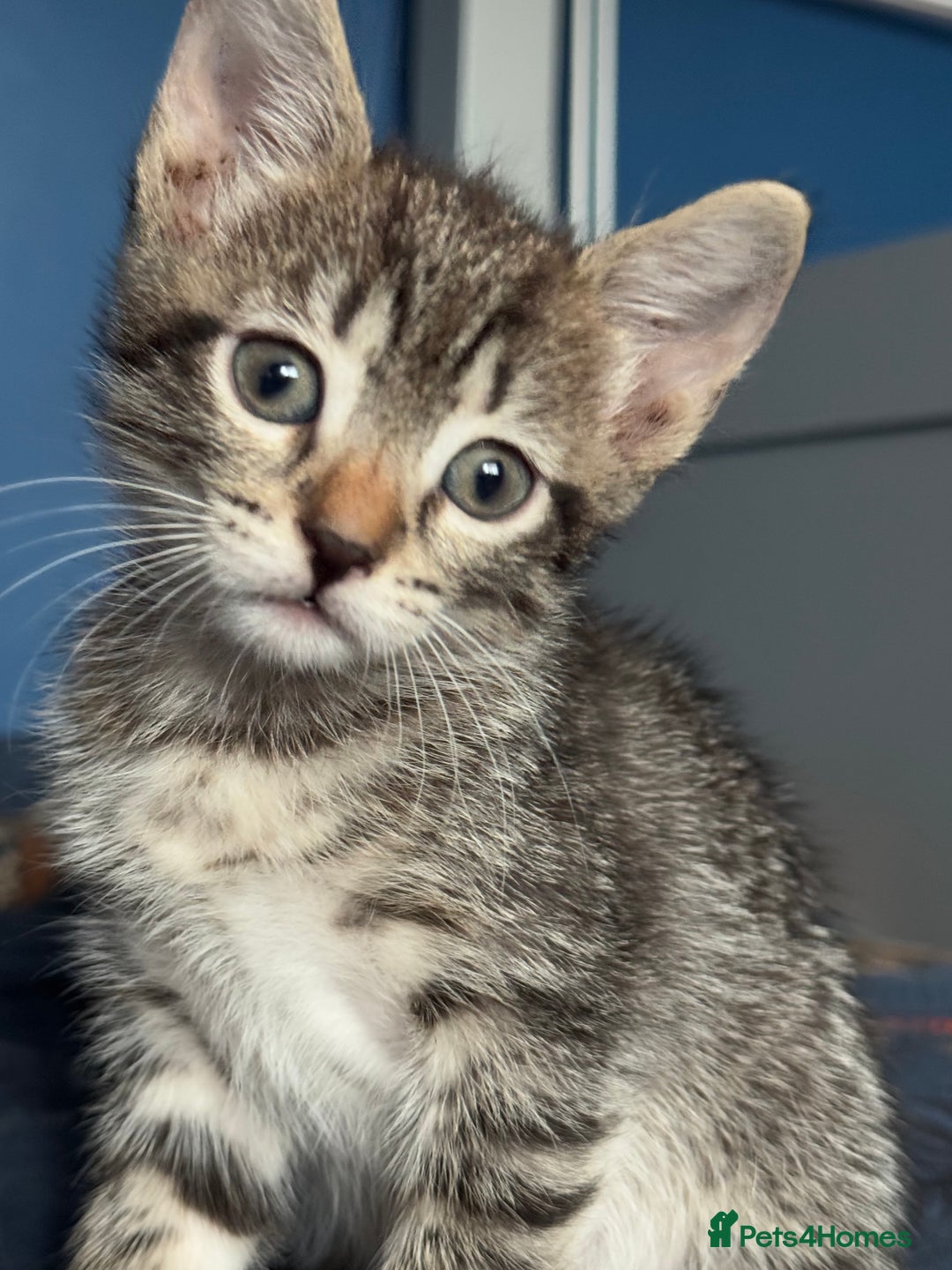 Mixed Breed cats for sale: Beautiful kittens - Image 2