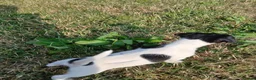 Jack Russell dogs for sale: Jack Russell puppies - Advert 9