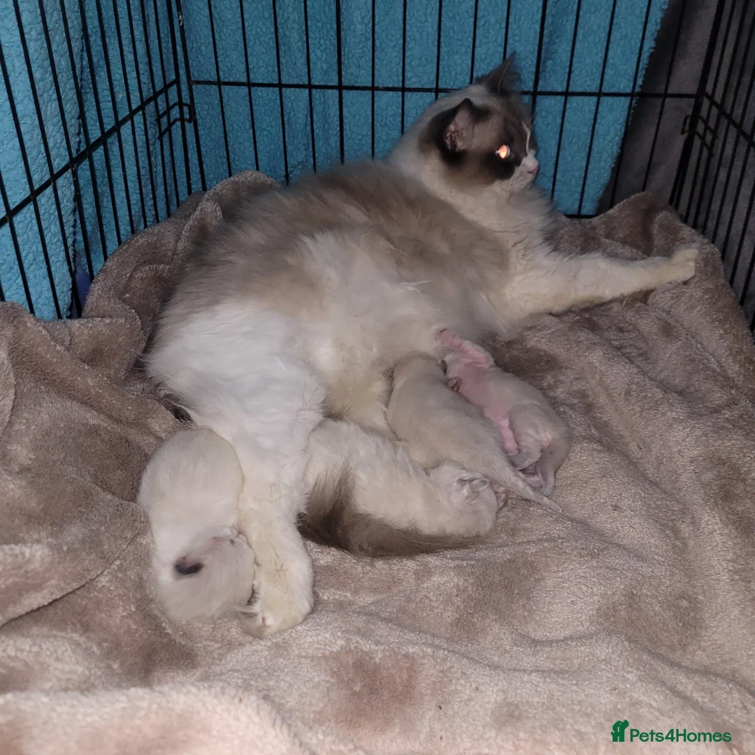 Ragdoll cats for sale: Ragdoll kittens for sale  - Advert 19