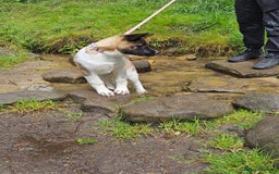 Akita dogs for sale: Athena - Image 4