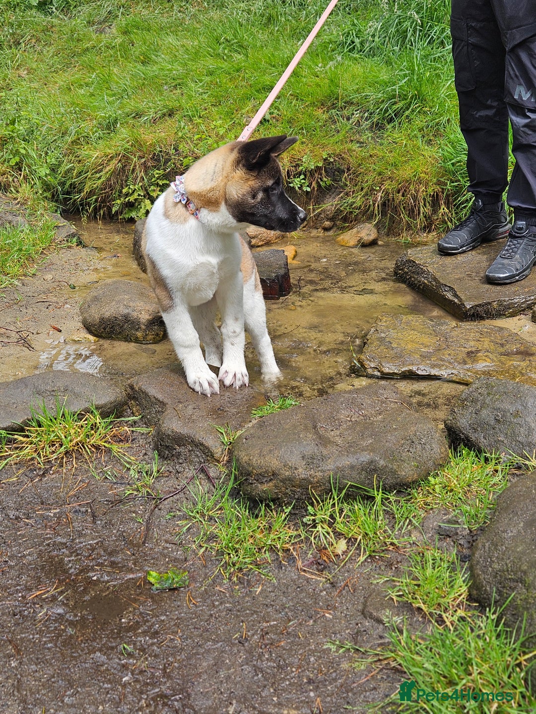 Akita dogs for sale: Athena - Image 4