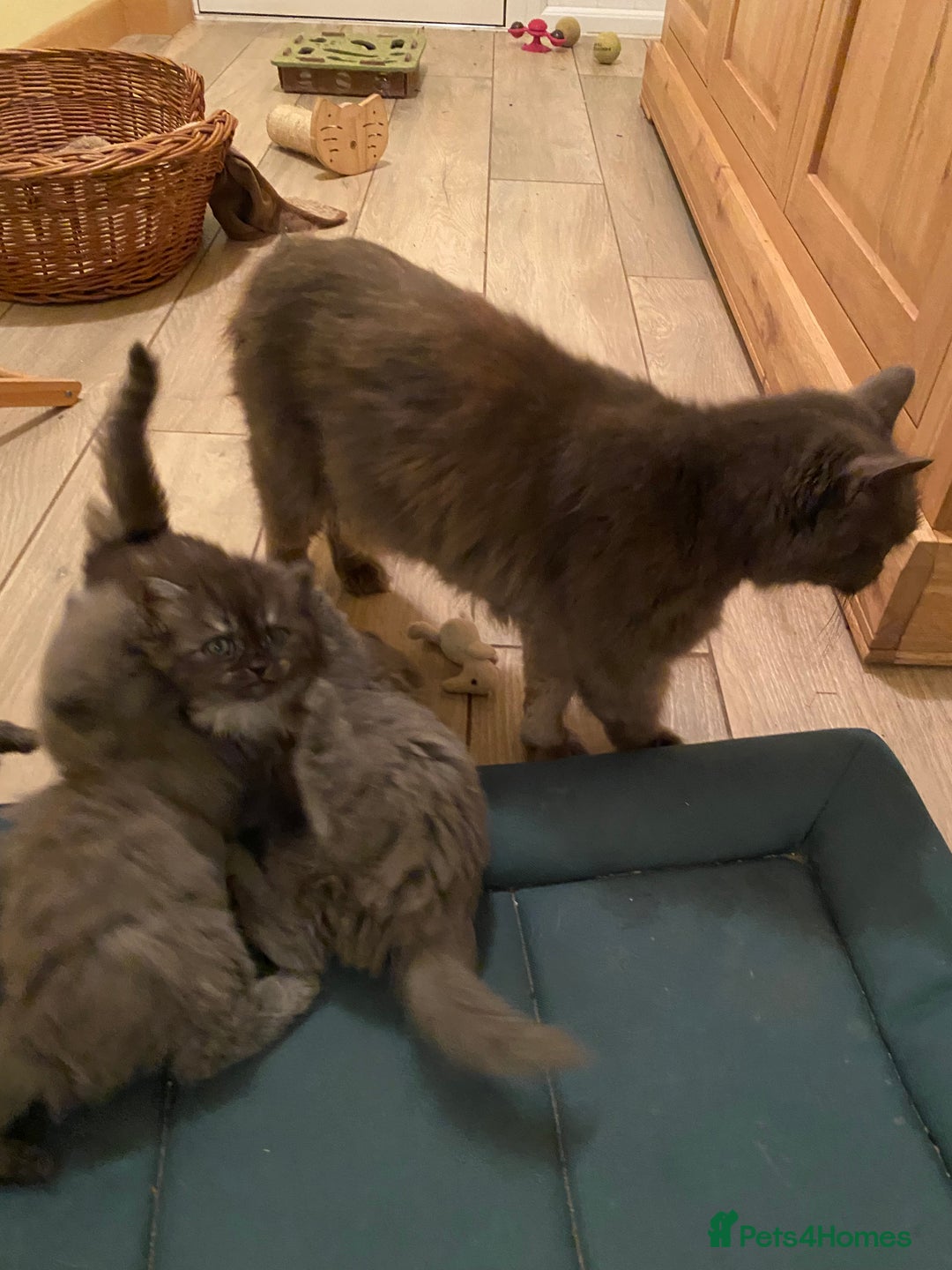 Mixed Breed cats for sale: Beautiful blue/grey kittens available  - Advert 5
