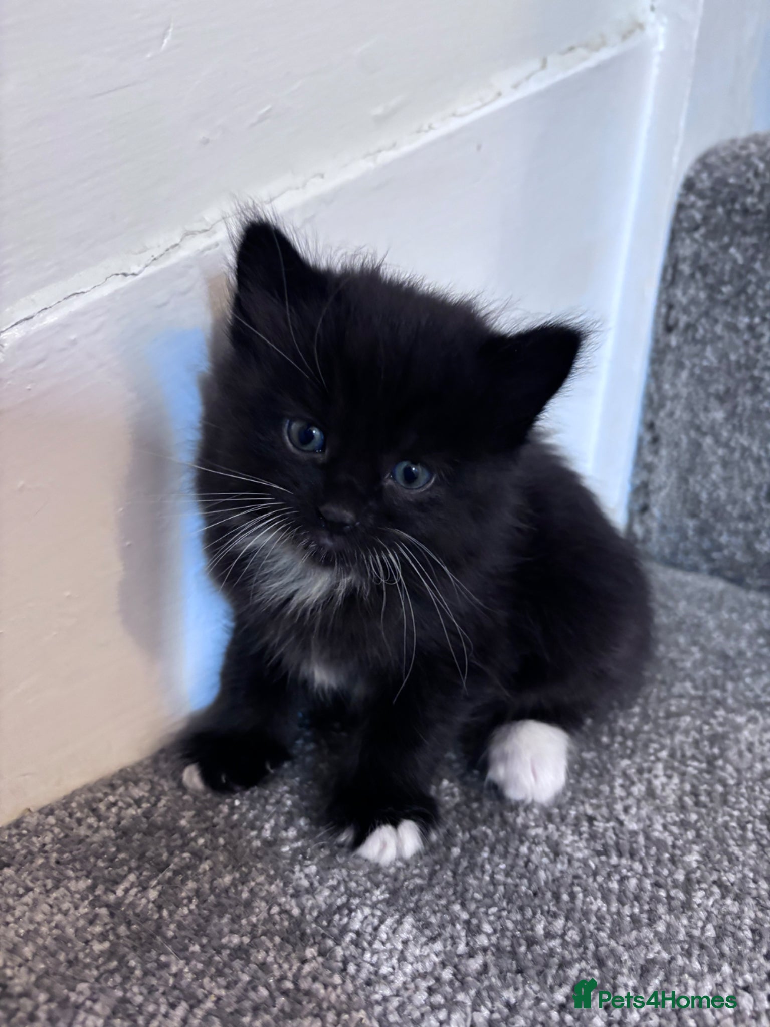Mixed Breed Kitten 1