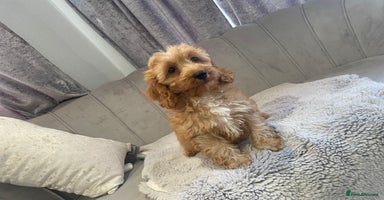 Cockapoo dogs - Advert 2
