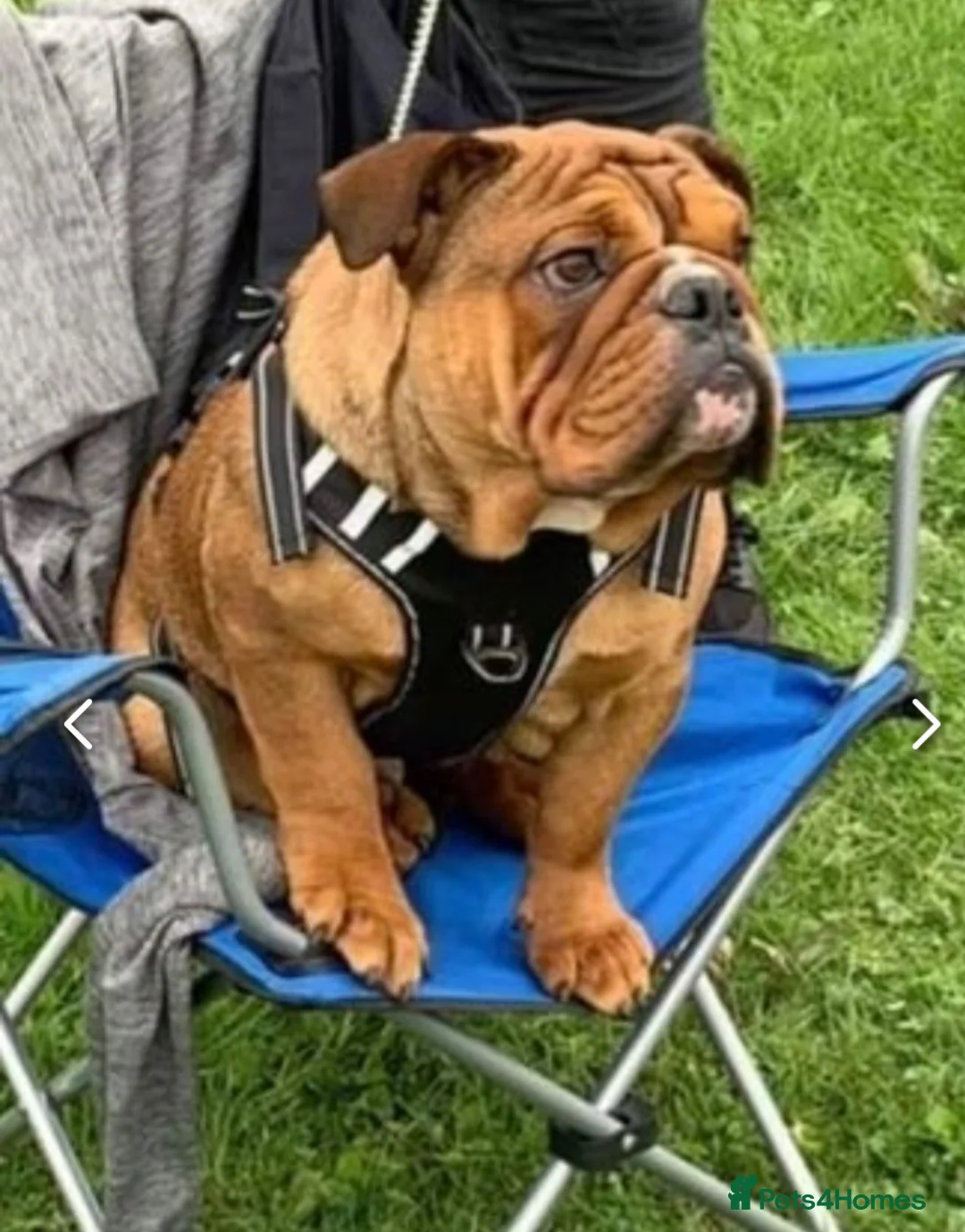 English Bulldog dogs for stud: Kc registered Choc sable EBD STUD ONLY in Bradford - Advert 10