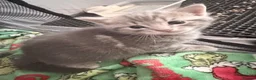 British Shorthair cats for sale: British shorthair tabby’s  - Advert 11