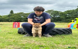 Chow Chow dogs for sale: Exotic colour chowsky puppies for sale  - Image 10