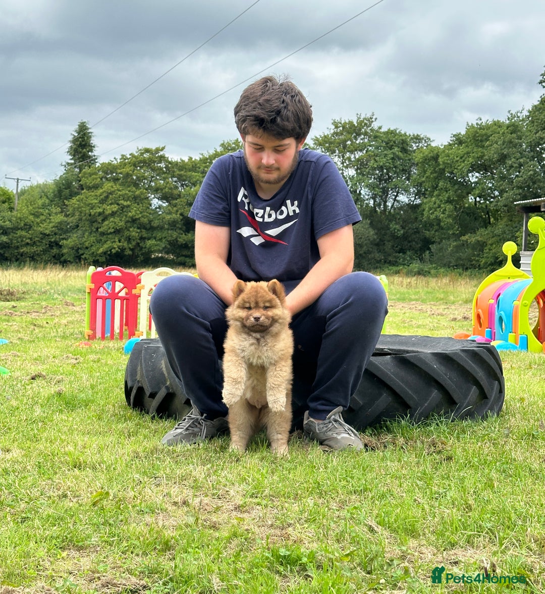 Chow Chow dogs for sale: Exotic colour chowsky puppies for sale  - Image 10