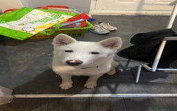 Mixed Breed dogs for sale: American x Japanese Akita  - Image 3