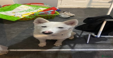 Mixed Breed dogs - Advert 4