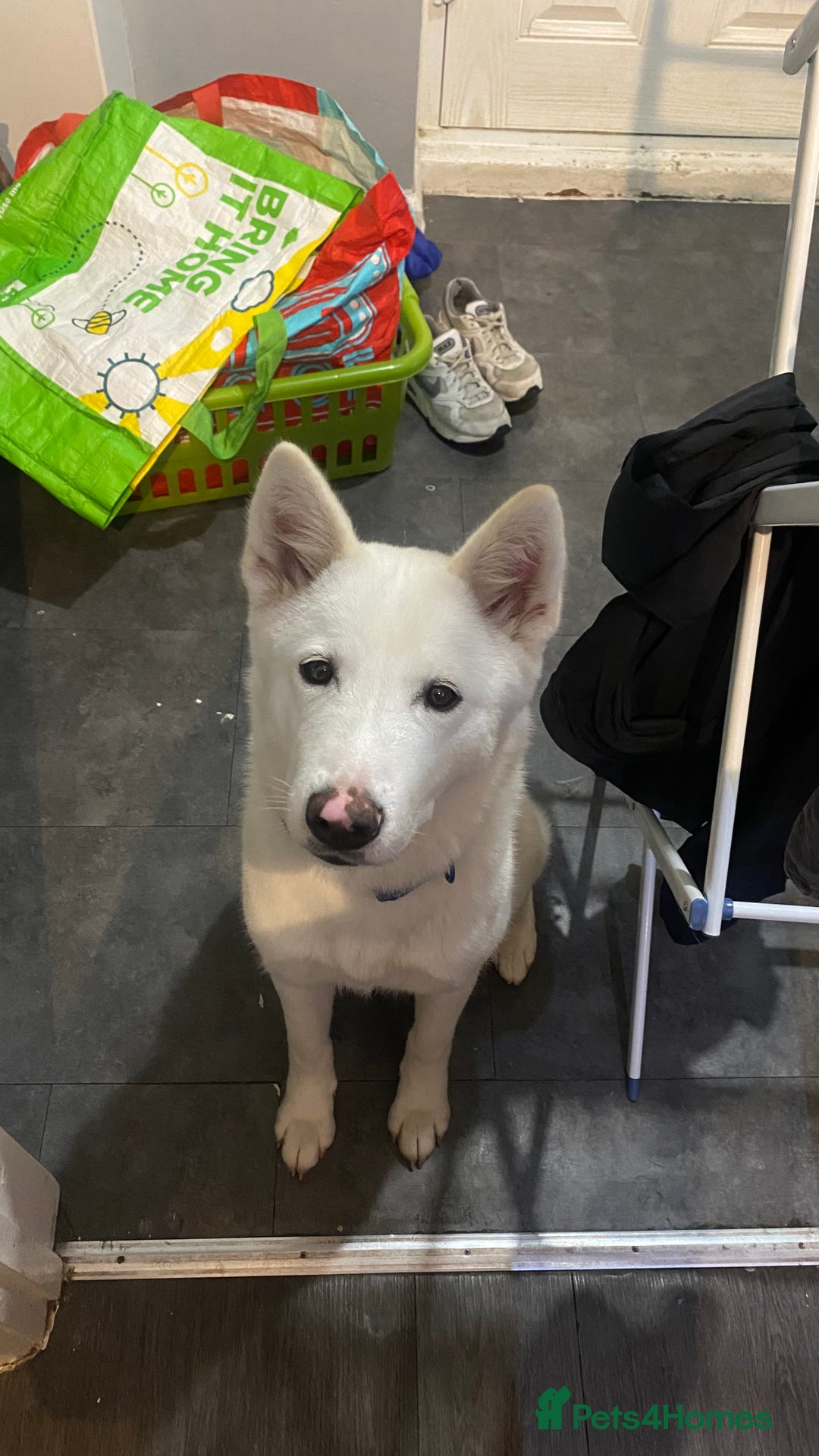Mixed Breed dogs for sale: American x Japanese Akita  - Image 3