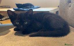 Mixed Breed cats for sale: Kittens ready to leave  - Image 6
